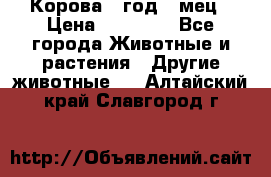 Корова 1 год 4 мец › Цена ­ 27 000 - Все города Животные и растения » Другие животные   . Алтайский край,Славгород г.